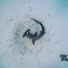 gZgY9aIIKvM-channel-avatar-softbotbee