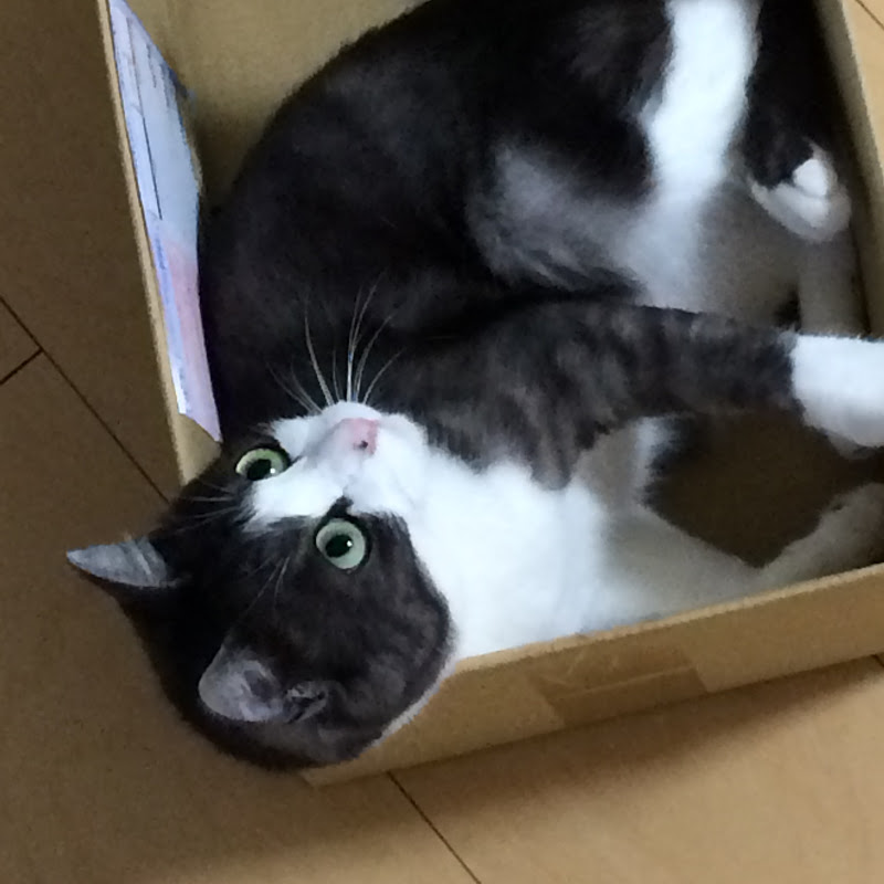 しろ