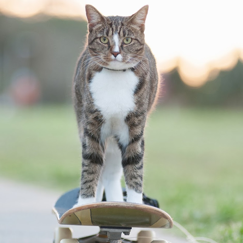 CATMANTOO