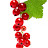 red currant