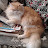 avatar of @minniethecat6572