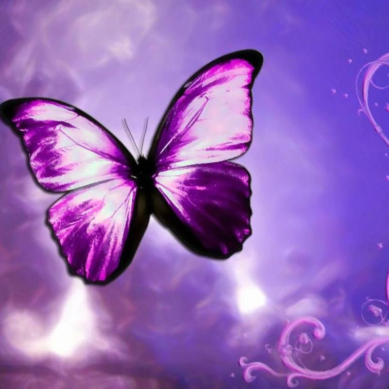Butterfly1044