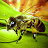 Бджільництво Бджолопродукти