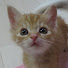 9F2UaateUZQ-channel-avatar-ふてねこchannel