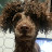 @BrownPoodle4