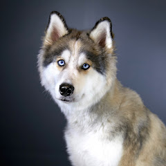 Maverick the Husky Unboxing Videos