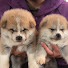 4J2zHhoIFX4-channel-avatar-秋田犬専門チャンネル