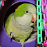 TT02bfSLrJs-channel-avatar-plutoquaker