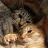 P-vIW8G0tPg-channel-avatar-ねこぐるま
