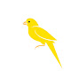 canary