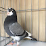 8i6rv6jA3-s-channel-avatar-The Roller Pigeon Evolution Smitty