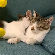 コトヤマト成長日記