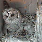 Barred Owl, Leesville Owls