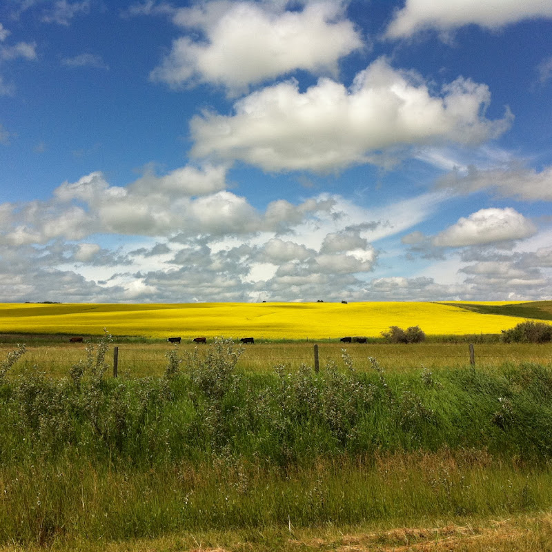 SaskatoonUpClose