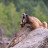 @yawningmarmot's avatar