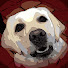 2WrOv9CUL8w-channel-avatar-Andie the Lab