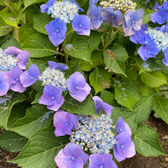 焦燥感アイコン画像