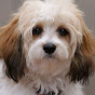 TeddyCavachon logo
