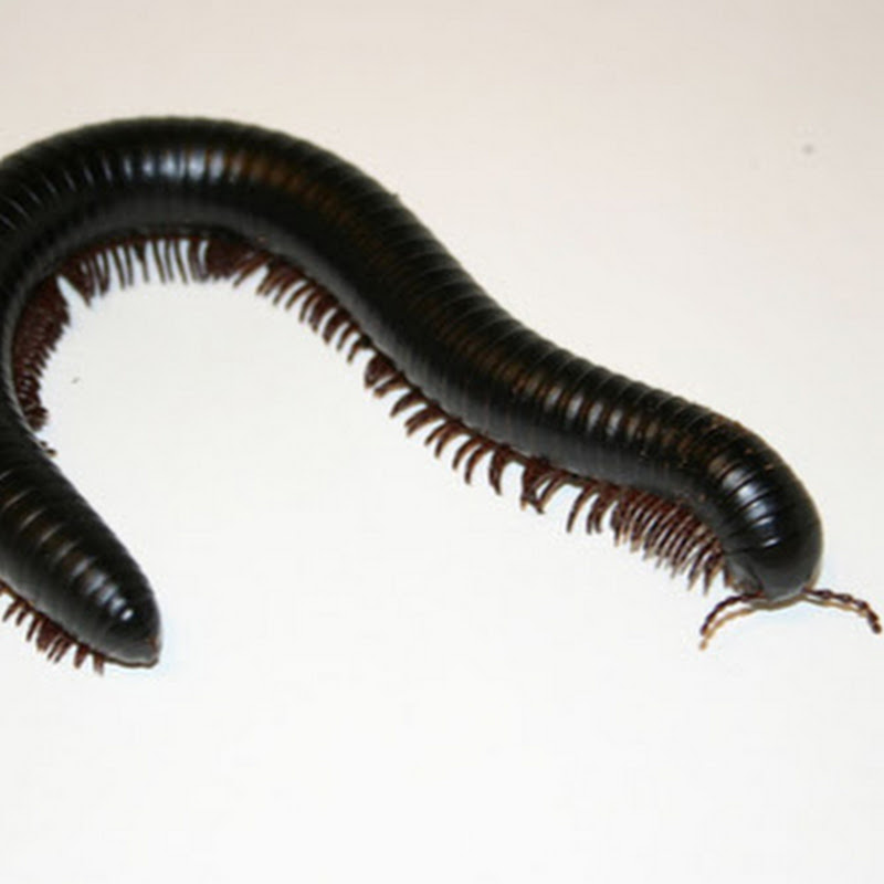 supreme millipede icon
