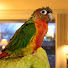 Hfzvjf4svaw-channel-avatar-KiwisCorner