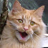 O2e3Ov1lFyg-channel-avatar-Finispshellnut