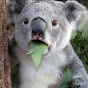 KoalaOK Avatar
