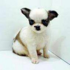 チワワ生後2ヶ月でお家で生活アイコン画像