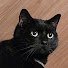 Zw4bZniFFiU-channel-avatar-nick
