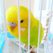 おしゃべりインコメロンちゃん