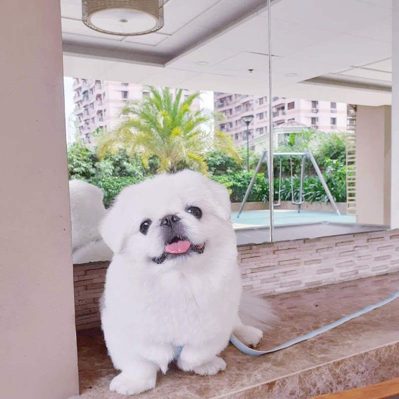 Cotton The Pekingese