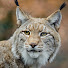 X_r_saJTpi8-channel-avatar-Thousand Yard Stare