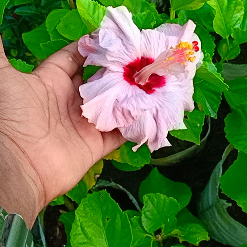 Horticulture KING Kolkata of WB