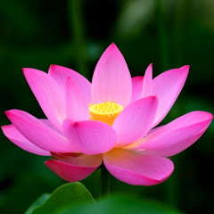 Логотип каналу Lotus Garden