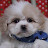 @lhasaapso3360's avatar