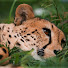 Gop0LZf2Plk-channel-avatar-cheetah7777c