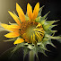 QwNu51tY9WE-channel-avatar-WEALTH AND PEACE OF MIND