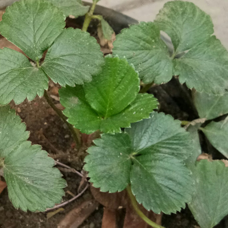 gardening ideas & tips hindu guru goyal icon