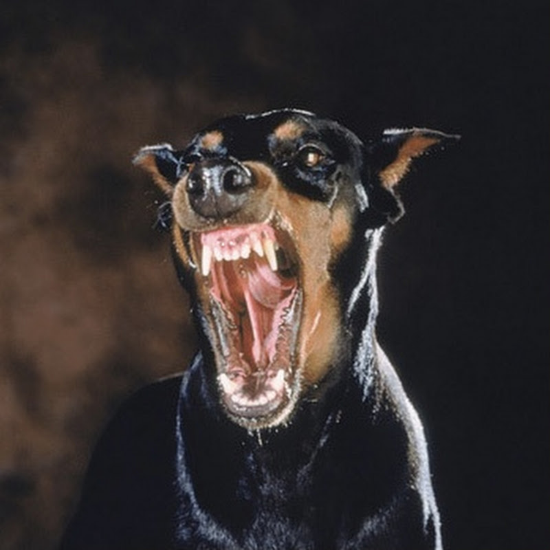 FiveFiveFive5tar 3.0