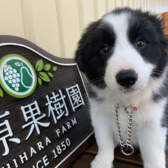 石原果樹園2ndアイコン画像