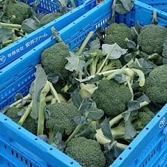 いしかわブロッコリーアイコン画像