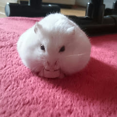 あるふぁぽてと