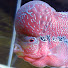 sQBc85gg7HU-channel-avatar-Foo the Flowerhorn