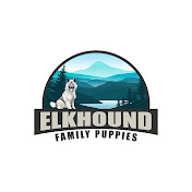 Elkhound Family Puppies