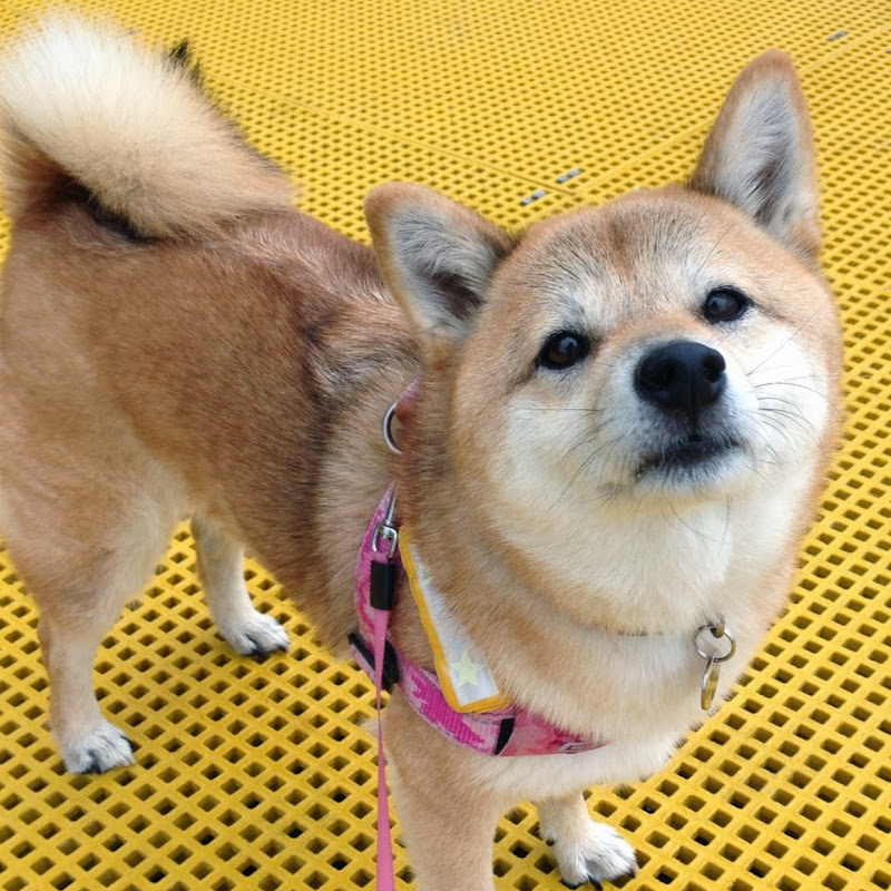 柴犬ひな in Australia