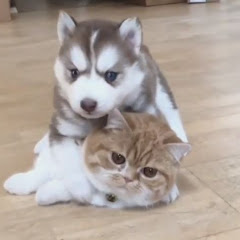 CuteCatShort