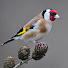 F52FW97i1Mg-channel-avatar-Danny’s Bird shed