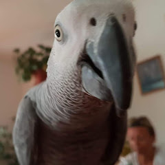 Hugo the parrot Avatar