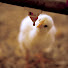 o4irrSvEyBI-channel-avatar-Chicken Farmers of Ontario