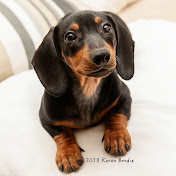 Dickie The Doxie