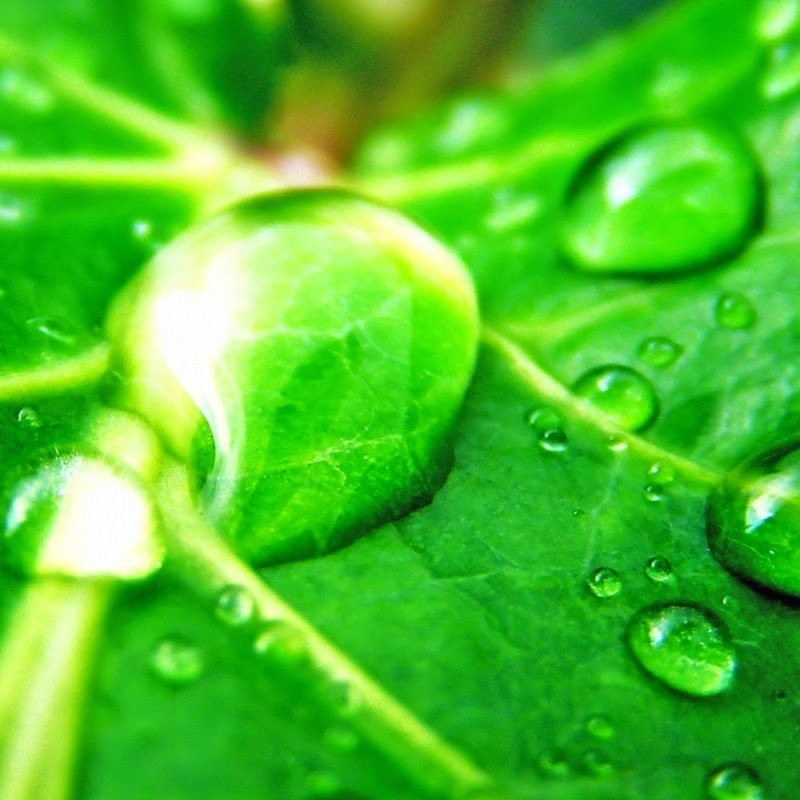 TotallyGreenMe